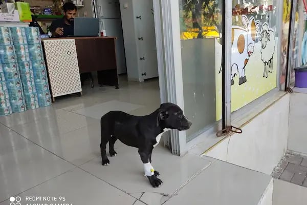 Demirel Veteriner Kliniği (Acil - Resim 11