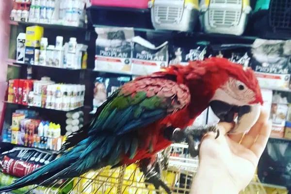 ŞİLA &amp; MİNİK DOSTLAR DİYARBAKİR PET SHOP AKVARYUM - Resim 7