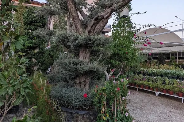Servet Garden | Peyzaj Uygulama - Ciçekçilik - Resim 5