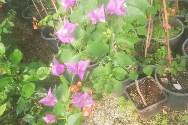 Servet Garden | Peyzaj Uygulama - Ciçekçilik - Resim 4