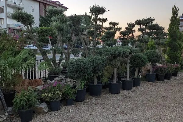 Servet Garden | Peyzaj Uygulama - Ciçekçilik - Resim 3