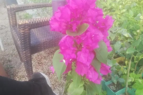 Servet Garden | Peyzaj Uygulama - Ciçekçilik - Resim 6