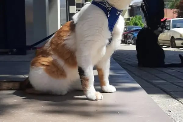 Bursa Vetropol Veteriner Kliniği - Resim 8