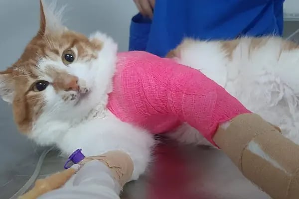 Bursa Vetropol Veteriner Kliniği - Resim 7