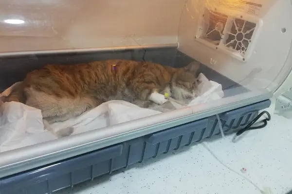 Rota Veteriner Kliniği 7/24 - Resim 6