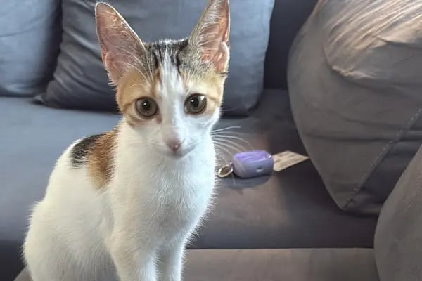 Rota Veteriner Kliniği 7/24 - Resim 7