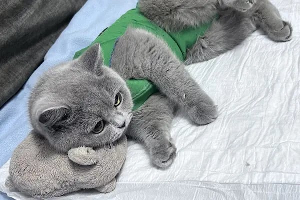 Rota Veteriner Kliniği 7/24 - Resim 14