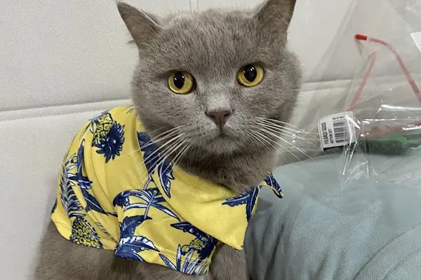 Rota Veteriner Kliniği 7/24 - Resim 5