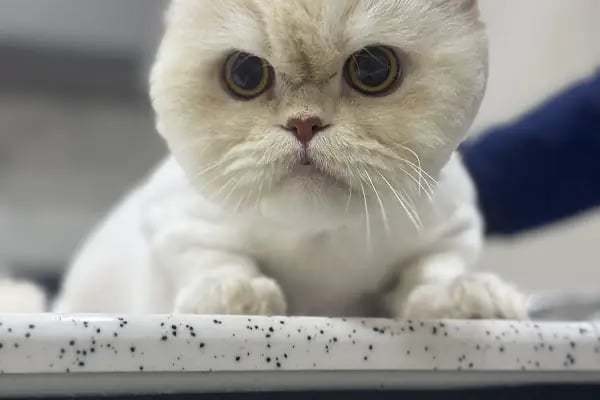 Rota Veteriner Kliniği 7/24 - Resim 9