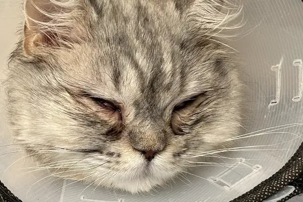 Rota Veteriner Kliniği 7/24 - Resim 2