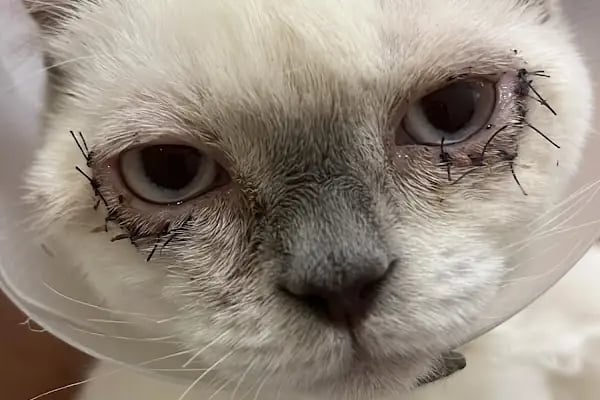 Rota Veteriner Kliniği 7/24 - Resim 15
