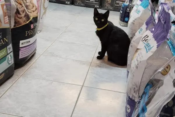 Robin Ticaret (PetShop) - Resim 3