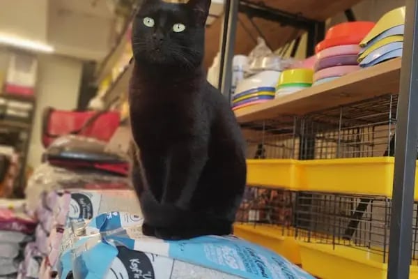 Robin Ticaret (PetShop) - Resim 5