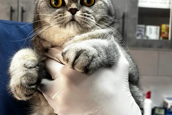 Vetinova Veteriner Kliniği - Resim 2