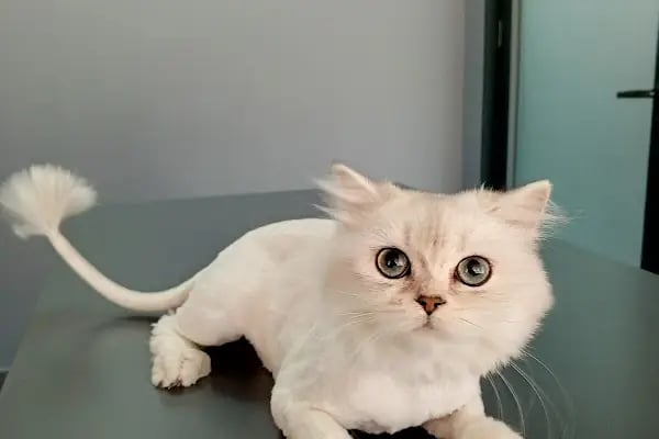 Vetinova Veteriner Kliniği - Resim 3