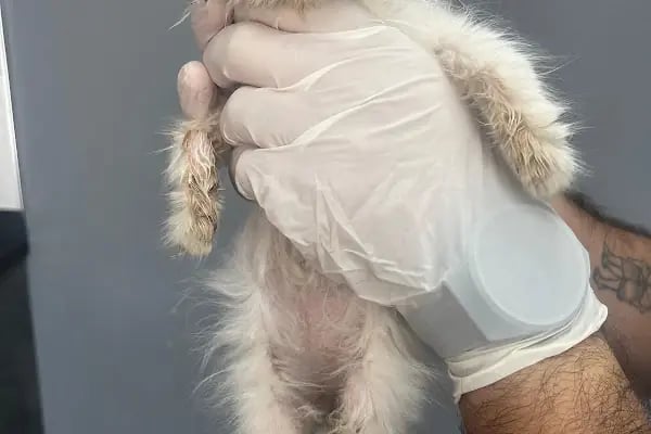 Vetinova Veteriner Kliniği - Resim 16