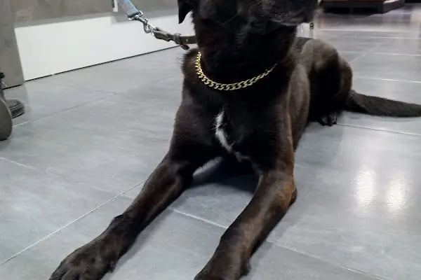Vetinova Veteriner Kliniği - Resim 17