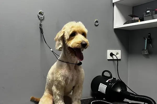 Vetinova Veteriner Kliniği - Resim 6