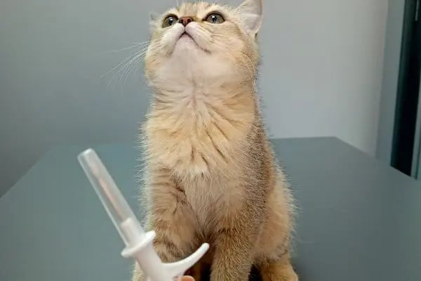 Vetinova Veteriner Kliniği - Resim 9