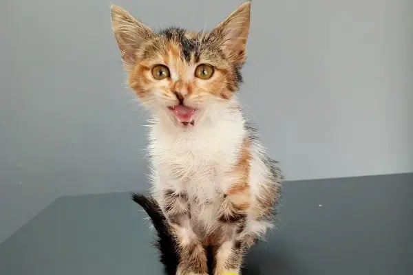 Vetinova Veteriner Kliniği - Resim 18