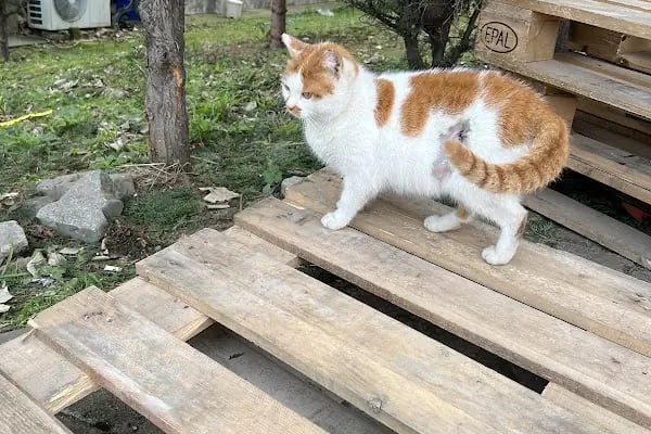 Küçük Dostlar Kliniği - Resim 4