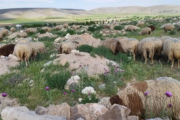 MUSTAFA CANKURT VE OĞULLARI TARIM VE HAYVANCILIK - Resim 3