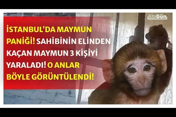 Baldiback DÖNER DİYARI - Resim 8