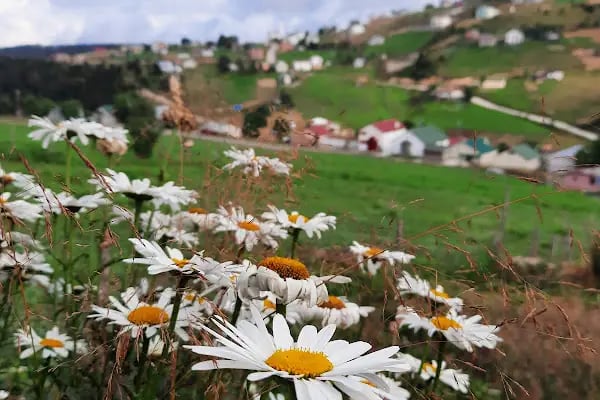 Işıklar Kayabaşı Yaylası - Resim 15