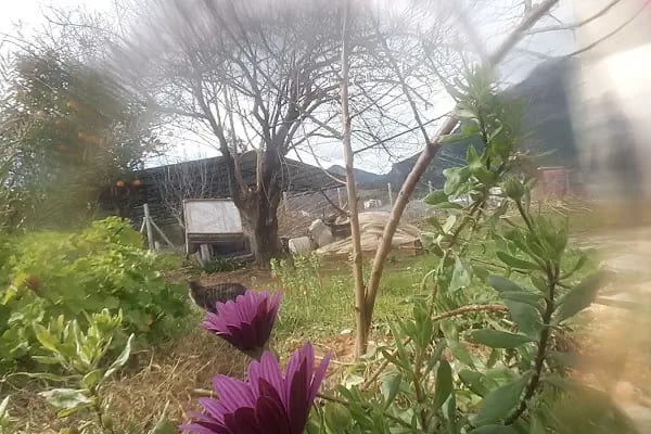 Pepino Avakado Meyve Sebze Ticaret - Resim 1