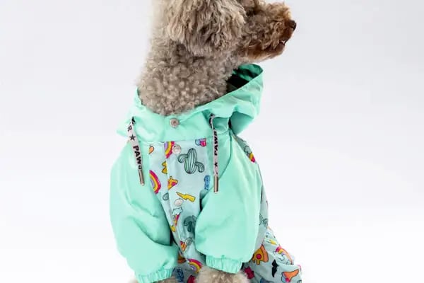 Kity Petshop Adana - Resim 8