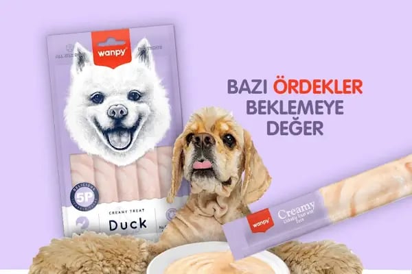 Kity Petshop Adana - Resim 12