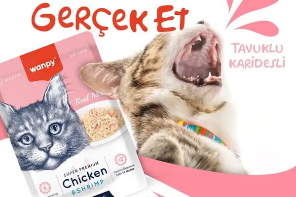 Kity Petshop Adana - Resim 2