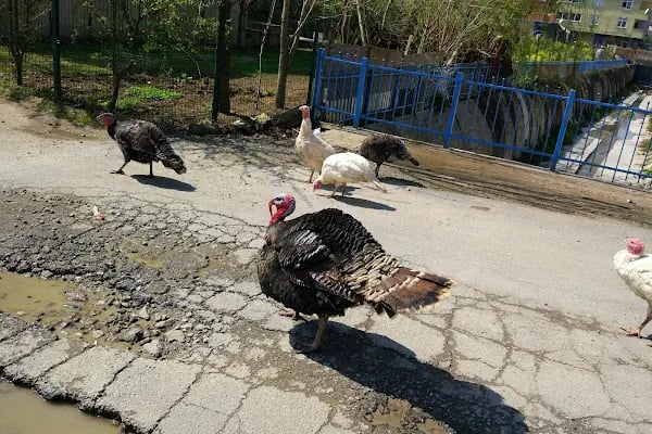 Dedeoğlu Yediemin Otoparkı - Resim 1
