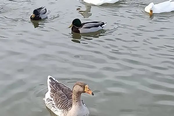 Yenice Belediyesi Gölet Piknik Alanı - Resim 12