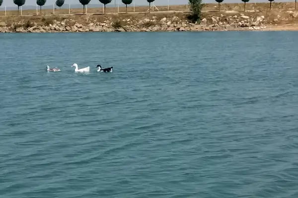 Yenice Belediyesi Gölet Piknik Alanı - Resim 20