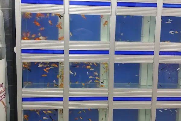 Diyarbakır Petgross Eymen ( petshop akvaryum ) - Resim 4