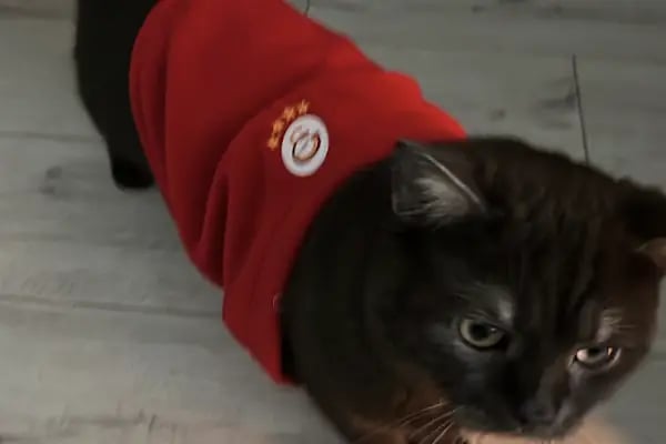 Kükürtlü Veteriner Muayenehanesi - Resim 14