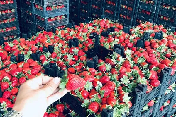 Kapar Çilek Tarım Ürünleri - Resim 5
