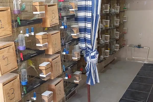 KERİM KUŞÇU PETSHOP - Resim 4