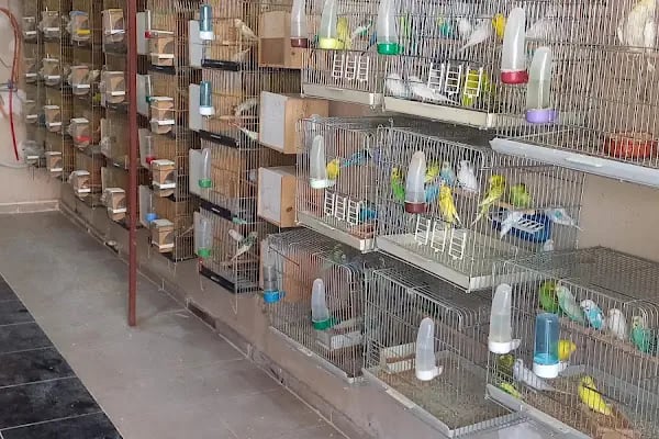KERİM KUŞÇU PETSHOP - Resim 1