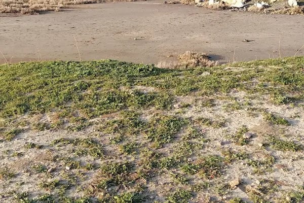 İzmir Atatürk Organize Sanayi Bölgesi - Resim 13