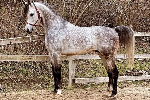 LİNA ATLI SPOR BİNİCİLİK KULÜBÜ - Resim 19