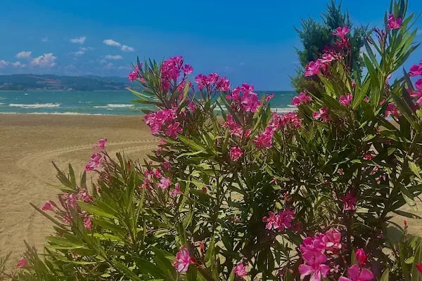 Sürücü beach - Resim 8