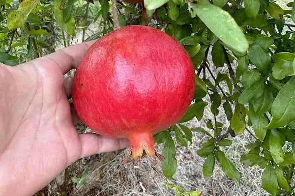 YILDIZ BAL TARIM GIDA MEYVE PAKETLEME VE SOĞUK HAVA TESİSLERİ Yıldız Anamur - Resim 11