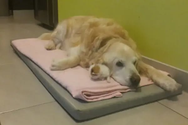 MVK Veteriner Kliniği - Resim 14