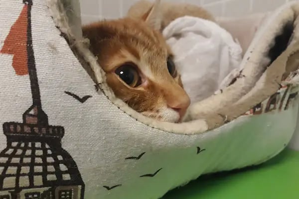 MVK Veteriner Kliniği - Resim 13