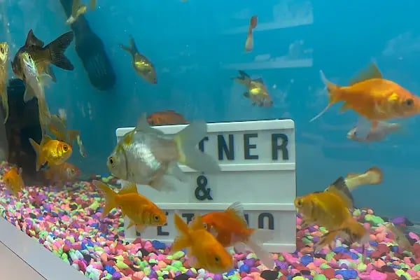 Partner Petshop Profesyonel Kamp Malzemeleri - Resim 12