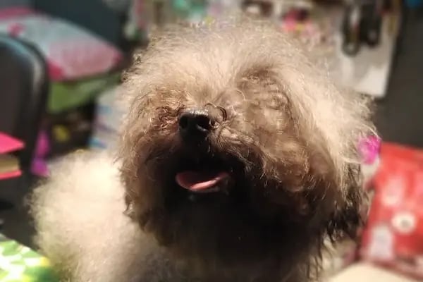 Partner Petshop Profesyonel Kamp Malzemeleri - Resim 18