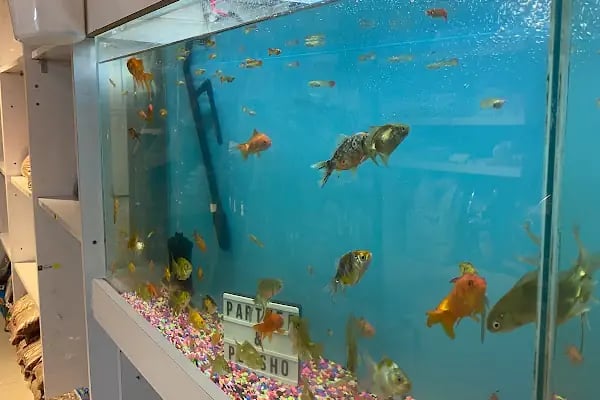 Partner Petshop Profesyonel Kamp Malzemeleri - Resim 3