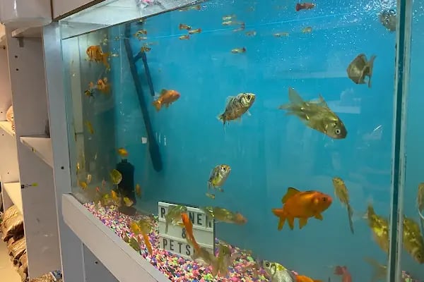 Partner Petshop Profesyonel Kamp Malzemeleri - Resim 6
